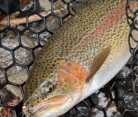 Rainbow Trout