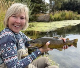 Brown Trout