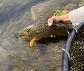 Brown trout