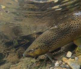 Underwater Brown Trout