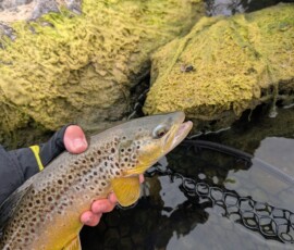 Brown Trout and Net