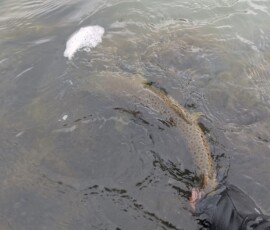 Underwater brown trout